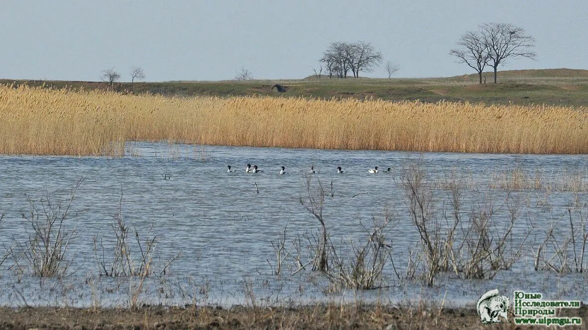 западенский лиман реки маныч. колхоз маныч. колхоз маныч. колхоз-племзавод "маныч". колхоз-племзавод маныч ставропольский край сайт.