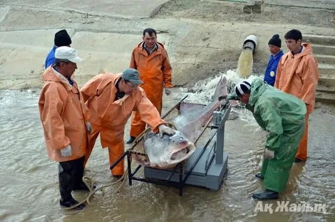 Челябинскіден үйдегі әуесқойлық порно