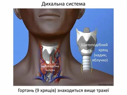 Болит щитовидный хрящ гортани при надавливании