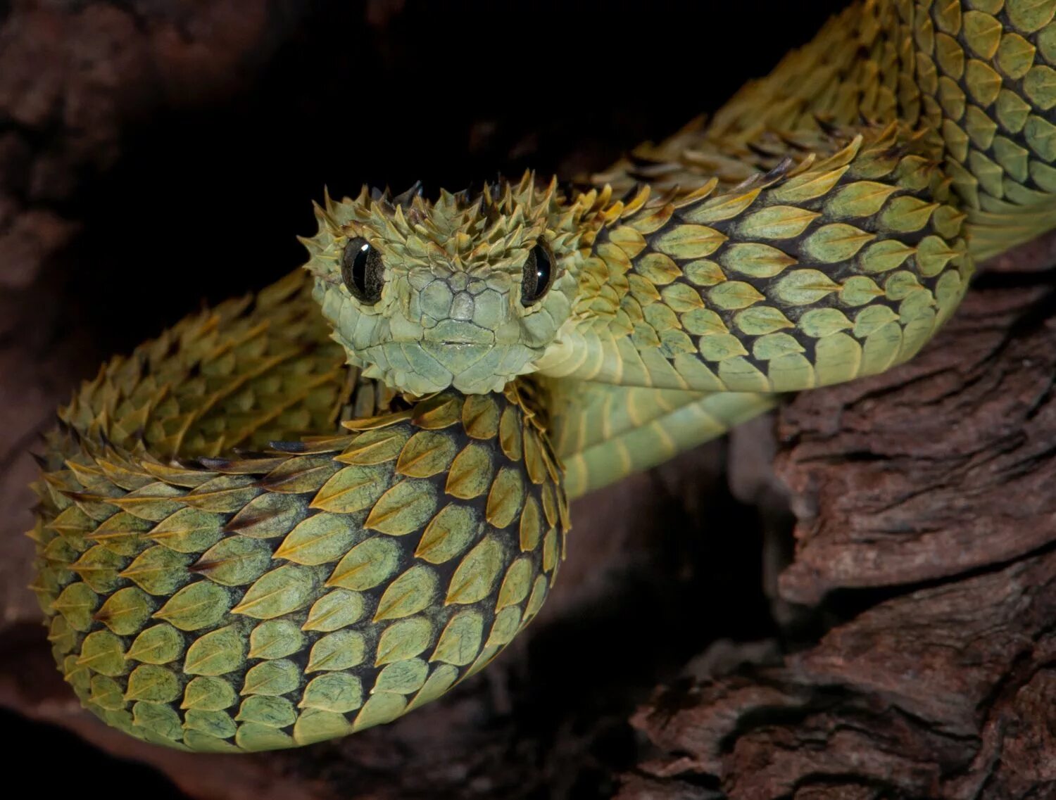 Колючая кустарниковая гадюка. Кустарниковая гадюка (Atheris. Змея колючая кустарниковая гадюка. Колючая кустарниковая гадюка (Atheris hispida).