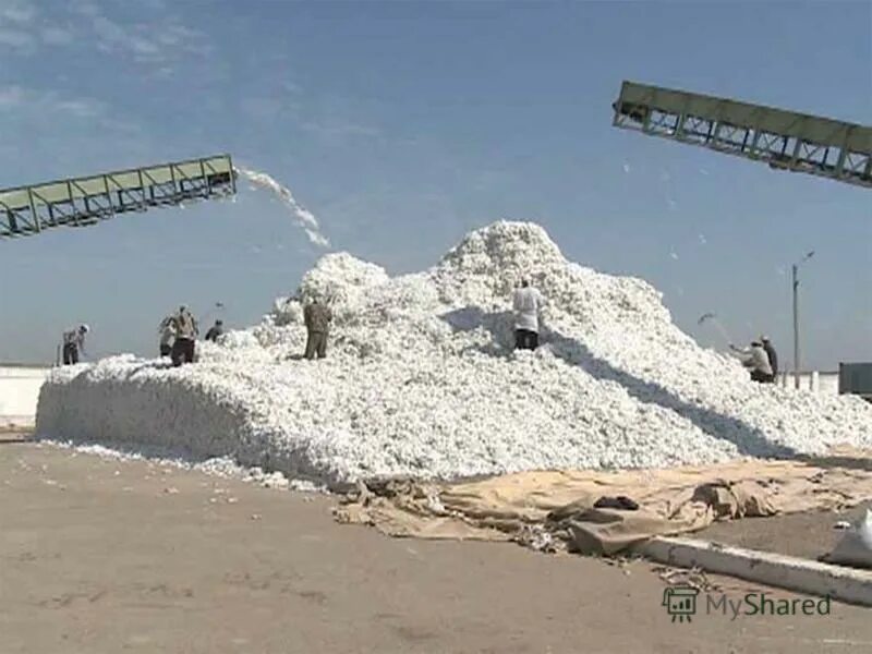 медицинский мақта мақтаарал. пахта завод узбекистан. сбор хлопка сырца. синарский щебеночный завод. хлопководство в туркменистане.