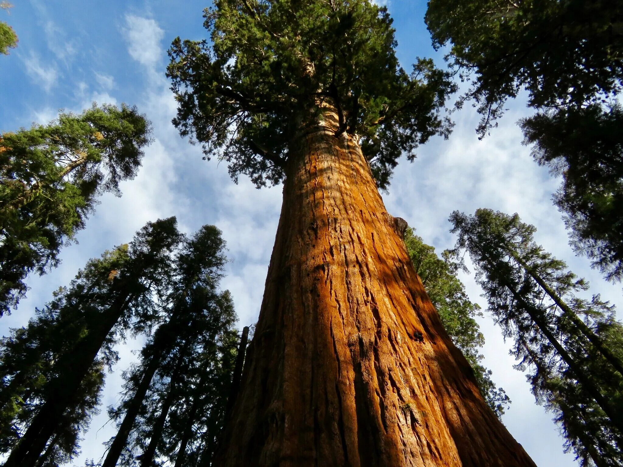 Самое высокое дерево на земле природная зона. Калифорнийская Секвойя Гиперион. Секвойя дерево Гиперион. Лес секвой в Абхазии. Секвойя вечнозелёная.