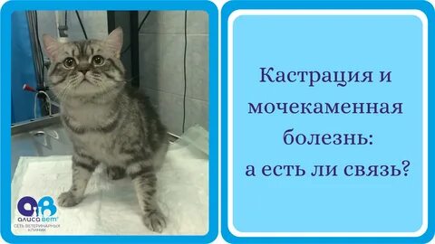 Кастрация отзывы