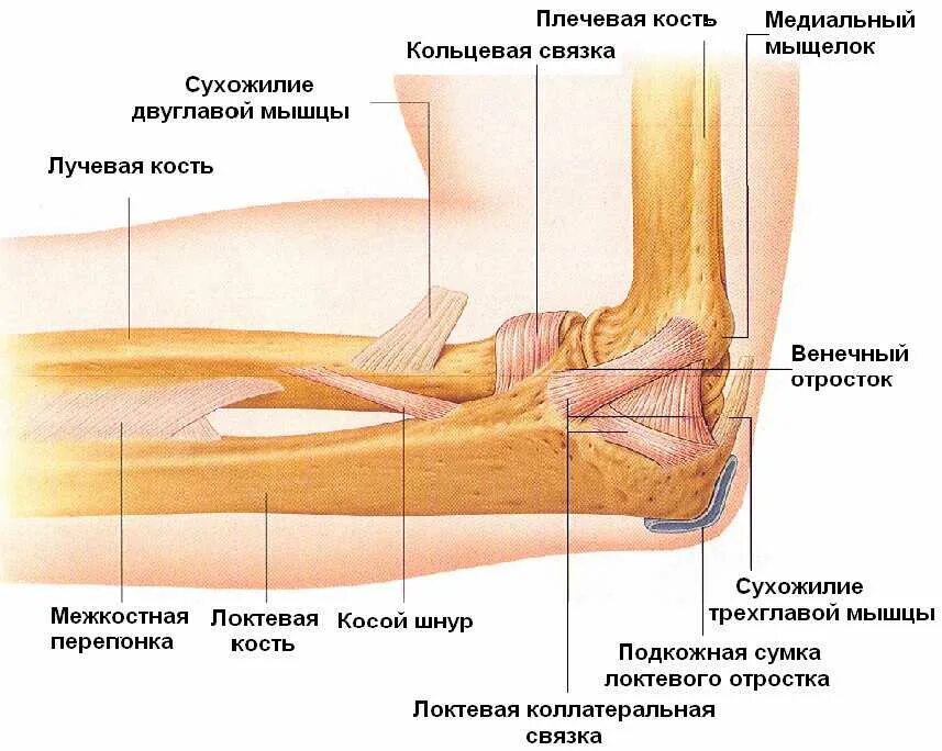 Связки локтя