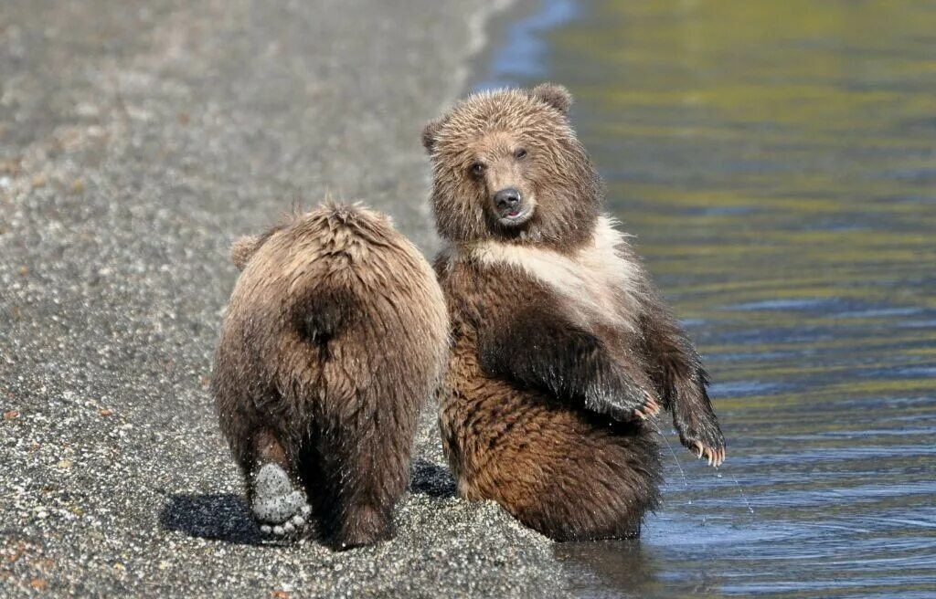 бурый медведь. бурый медведь хвост. у медведя есть хвост. внешность обманчива. планета нибиру.
