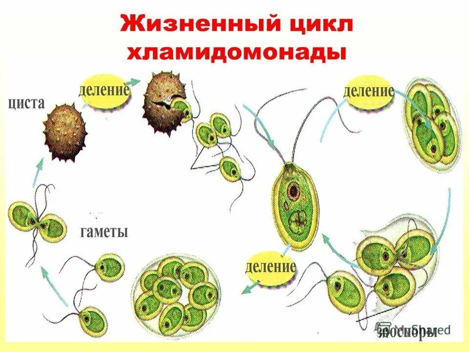 Цикл хлореллы. Стадиями жизненного цикла хламидомонады. жизненный цикл хламидомонады схема. жизненный цикл хламидомонады рисунок. цикл развития водоросли хламидомонады.