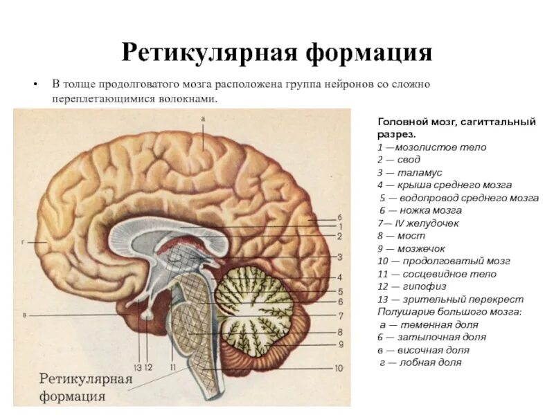 Средний мозг желудочек