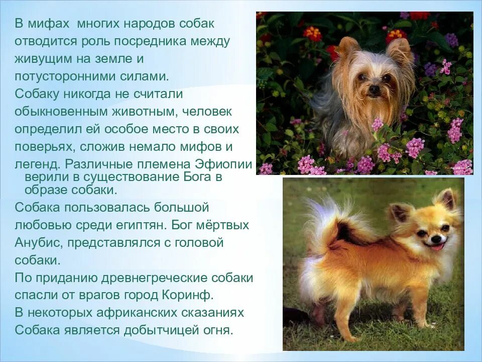 Мифы о животных. Мифы о собаках. легенда о собаке. легенды и мифы о животных. легенда о собаке для детей.