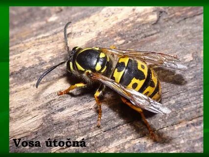 Озе оса