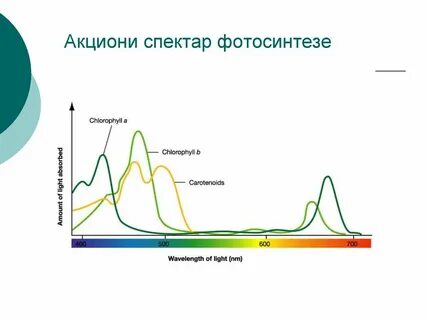 Спектр поглощения пигмента хлорофилла