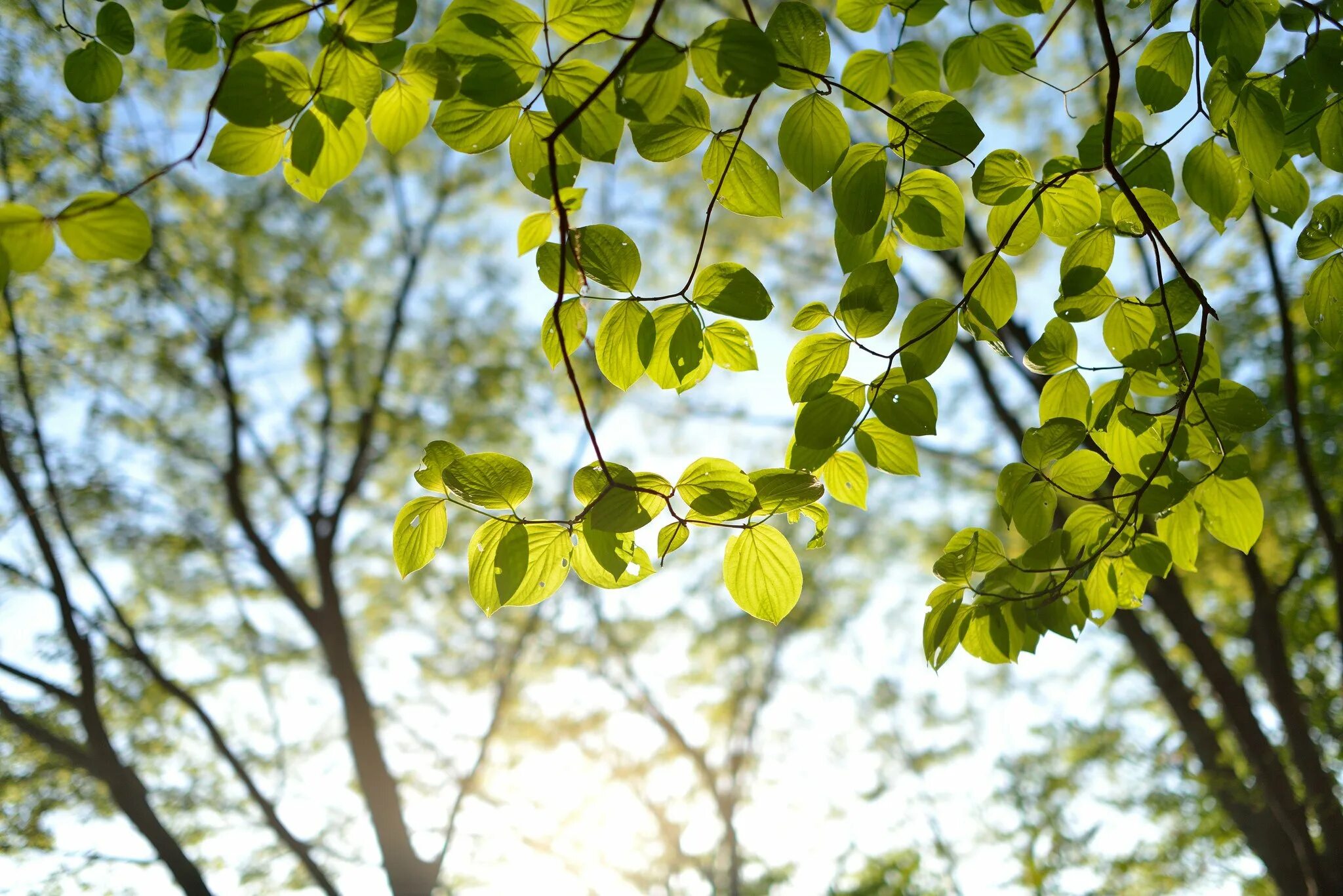 Ветки деревьев с листьями. Ветки деревьев с листьями. Ветка с листьями. Ветка дерева. Веточка лиственного дерева.