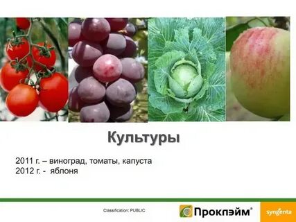 Яблоня и капуста