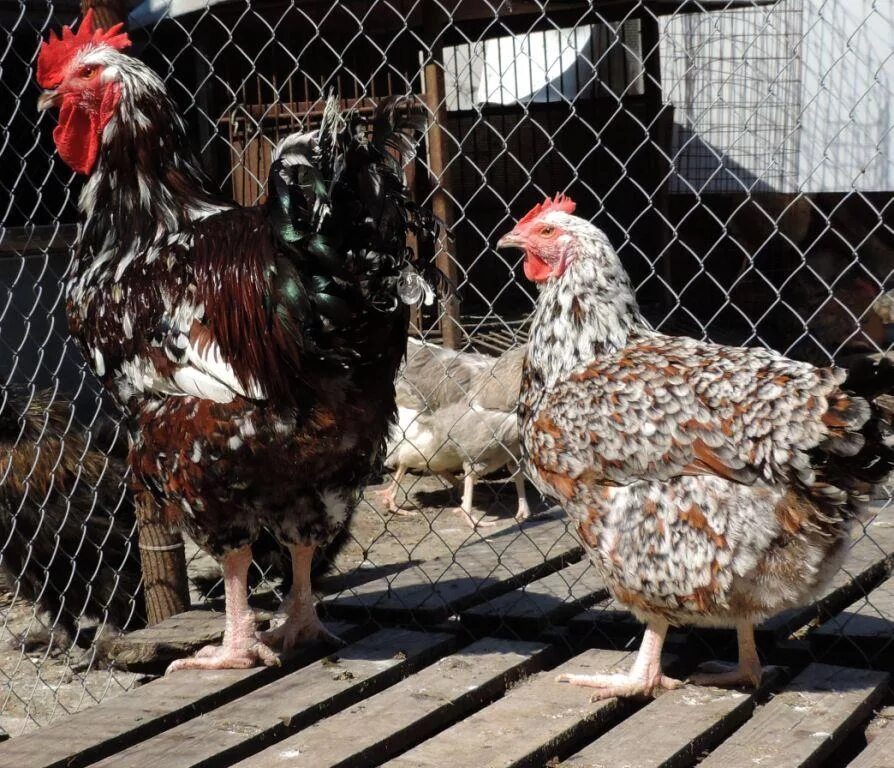 полтавская ситцевая. цыплята кохинхин. брама ситцевая. ливенские ситцевые черные и коричневые. полтавская ситцевая порода кур.