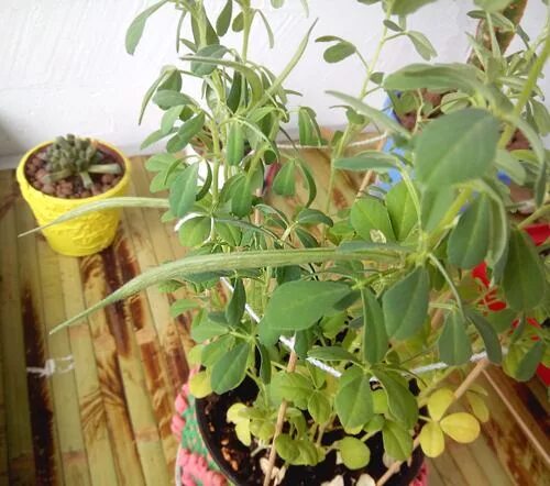 Пажитник выращивание из семян. Зеленый пажитник. Пажитник выращивание из семян. Пажитник шамбала растение. Семена пажитник шамбала.