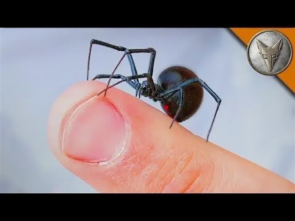 Как выглядит укус черной вдовы Images of Realistic Black Widow Spider Tattoo #golfclub
