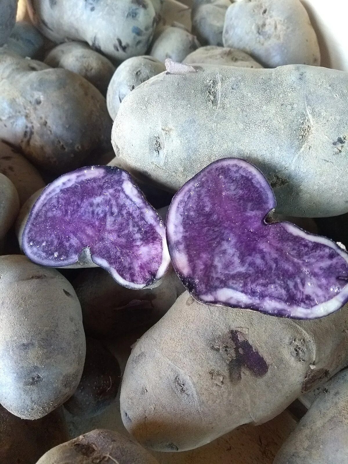 Сорт синего картофеля. Картофель solanum tuberosum. картофель блю потато. картофель blue congo. сорт картофеля голубизна.