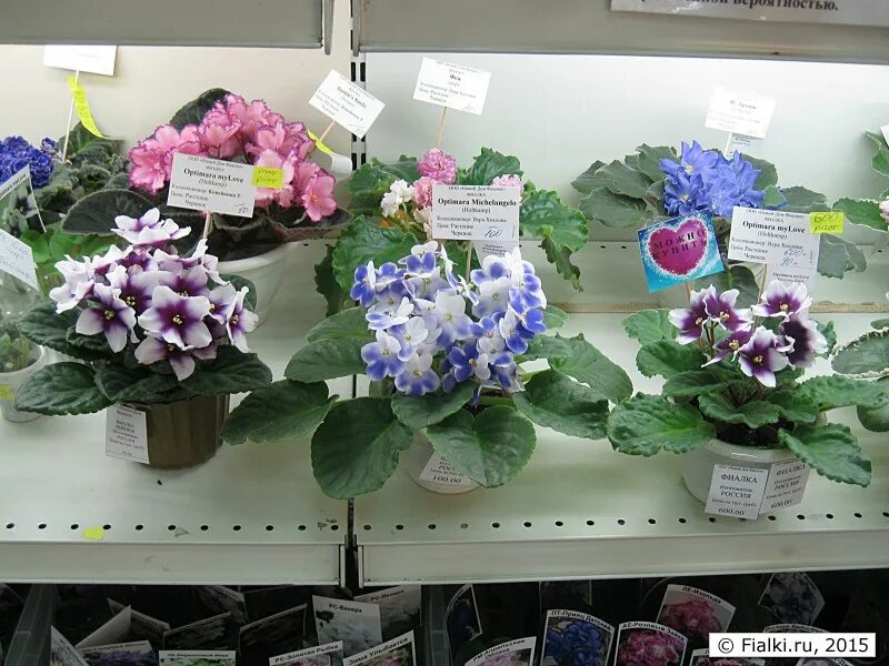 Сайт фиалковода. Фиалки тарасов. Фиалка ле лавандовый кристалл. Дом фиалки. Фиалка виртуал виолет.