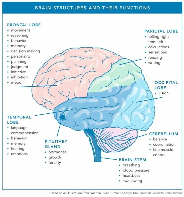 The structure of the human brain. The structure of the human brain