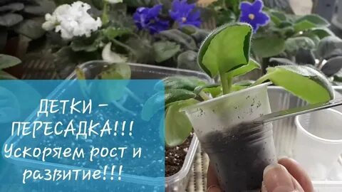 Пересадка деток