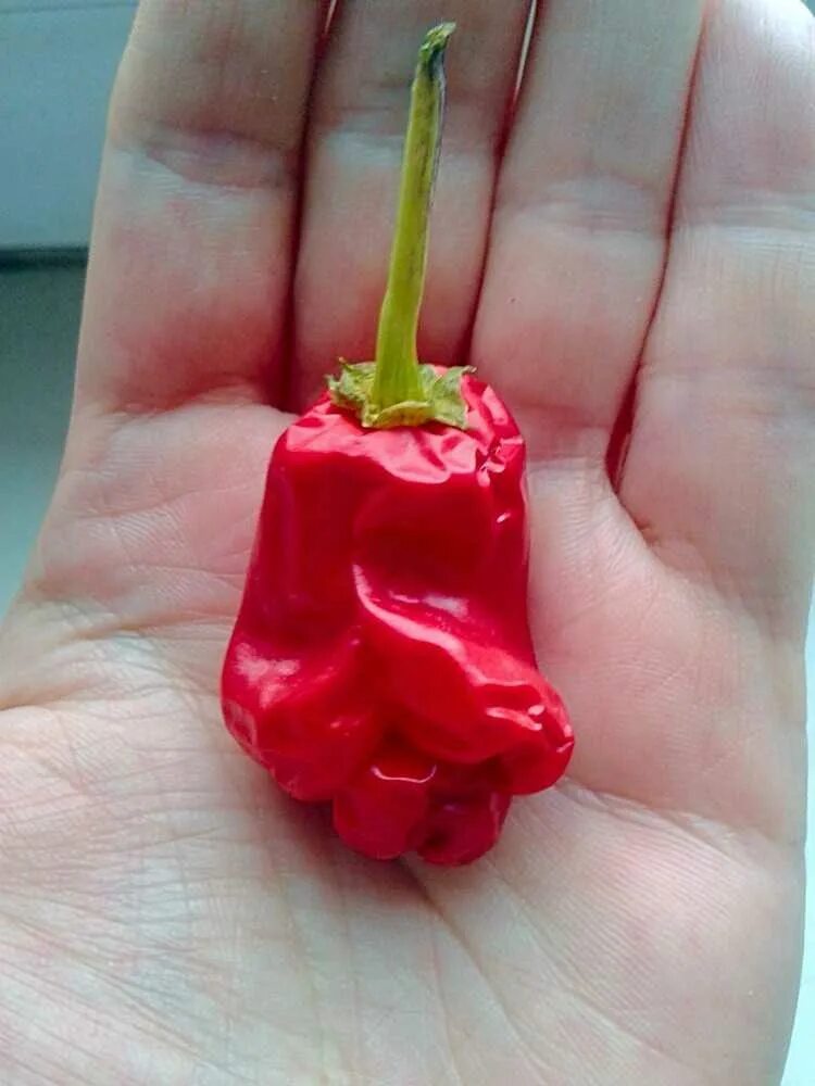 Острый перец спб. Перца capsicum annuum. Острый перец спб. Перец острый пеппер питер. Острый перец спб.