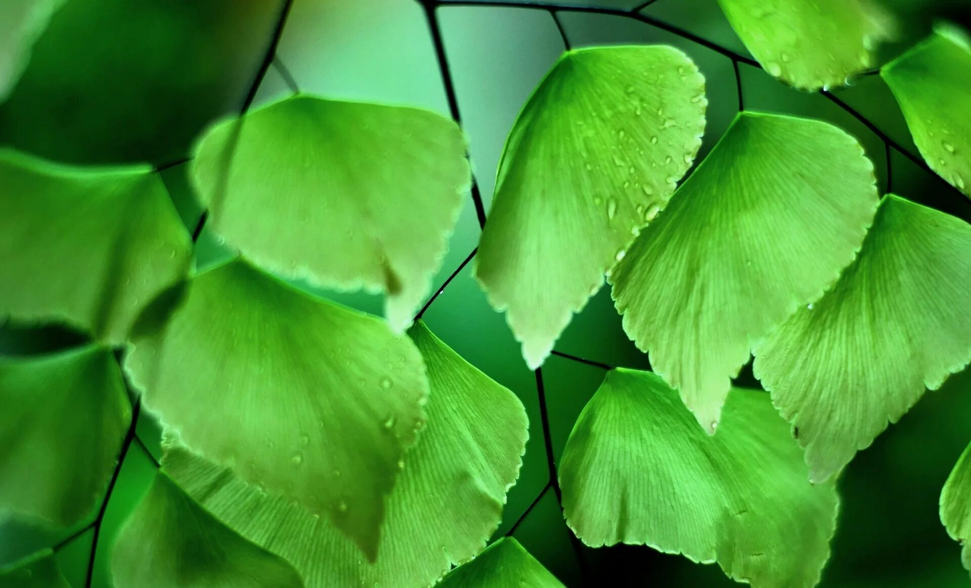 Несколько зеленых листьев. Обои с зелеными листьями. Несколько зеленых листьев. Много листьев. Темно зеленые цветы.