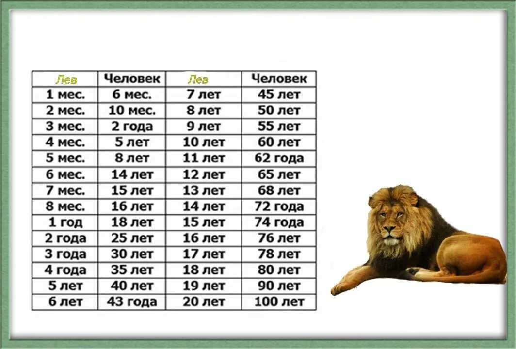 Возраст Льва по человеческим меркам. Возраст Львов по человеческим меркам. Возраст Льва по человеческим меркам таблица. Возраст Львов в человеческих мерках.