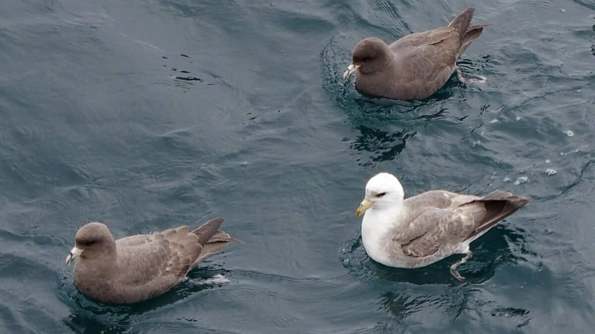 Птица глупыш. Буревестник глупыш птица. Птенец глупыша. Fulmarus glacialis. Чайка глупыш.