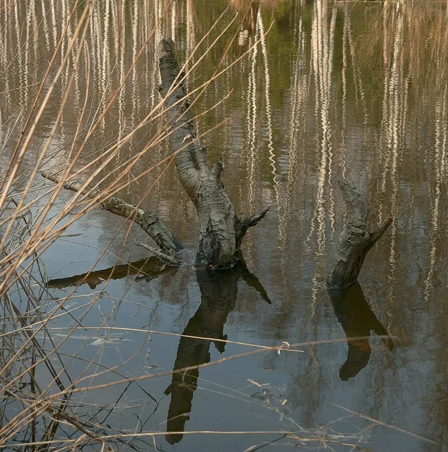 Болото коряги. Коряга в воде. Коряги из воды. Коряга в пруду.