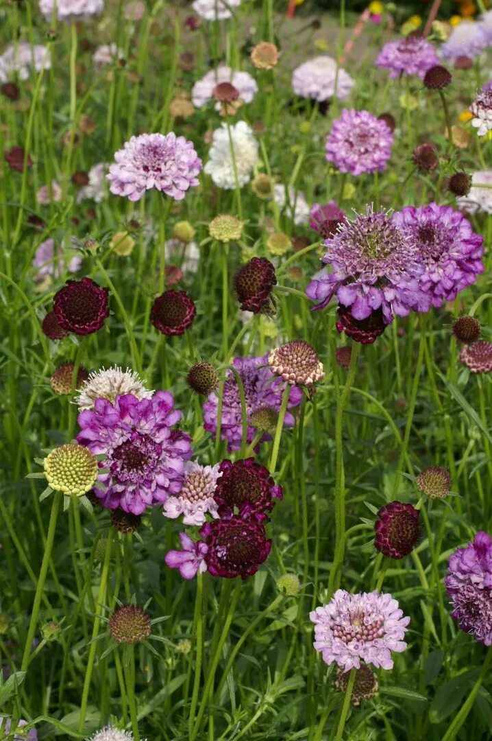 Скабиозы цветы как выглядят Файл:Scabiosa lucida  Вікіпедія