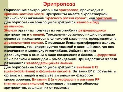 Железо в эритропоэзе необходимо преимущественно для