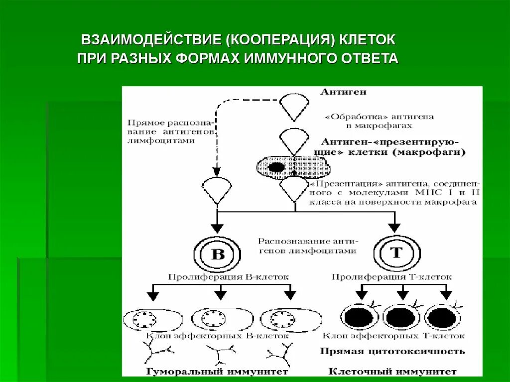 Взаимодействие иммунных клеток в иммунном ответе. Взаимодействие клеток в ходе гуморального иммунного ответа. Гуморальный иммунный ответ кооперация иммунокомпетентных клеток. Кооперация клеток при клеточном иммунном ответе. Взаимодействие иммунных клеток