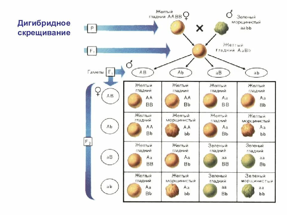 Дигибридное скрещивание гомозигот. Схема дигибридного скрещивания гороха. Таблица дигибридного скрещивания генетика. Схема скрещивания гамет. Скрещивание в palworld