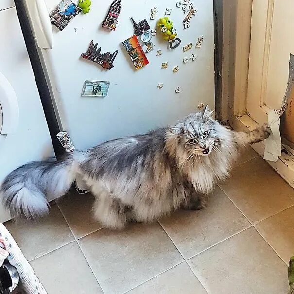 He upset because his cat got. Дебильные коты. Тупорылые коты. Выческа кота приколы. Задрипаные коты приколы.
