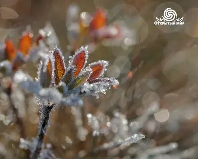 Поздняя осень заморозки