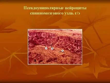 Нейроны спинномозговых ганглиев по функции являются