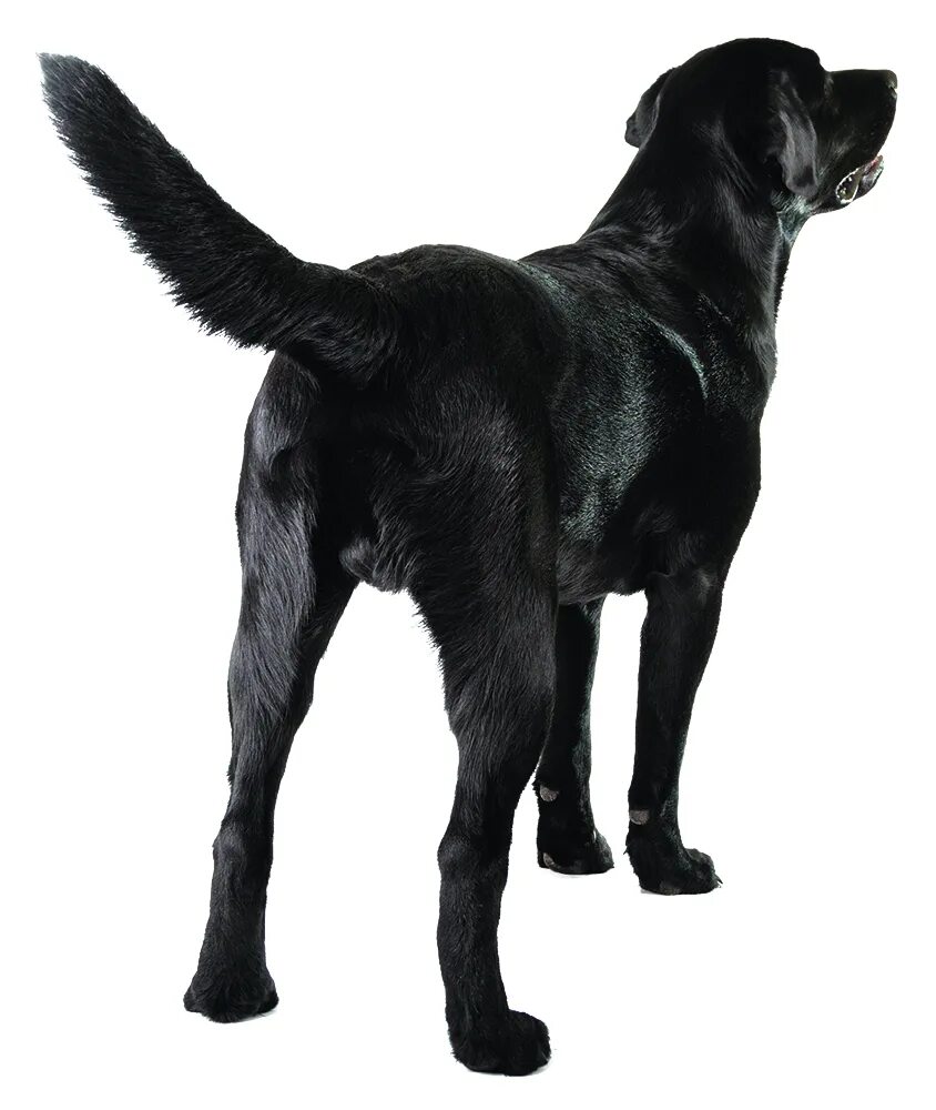 Немецкая овчарка окд. Собака потягивается. Хвост овчарки. Мужчина на берегу моря собакой. Собака стоит спиной.