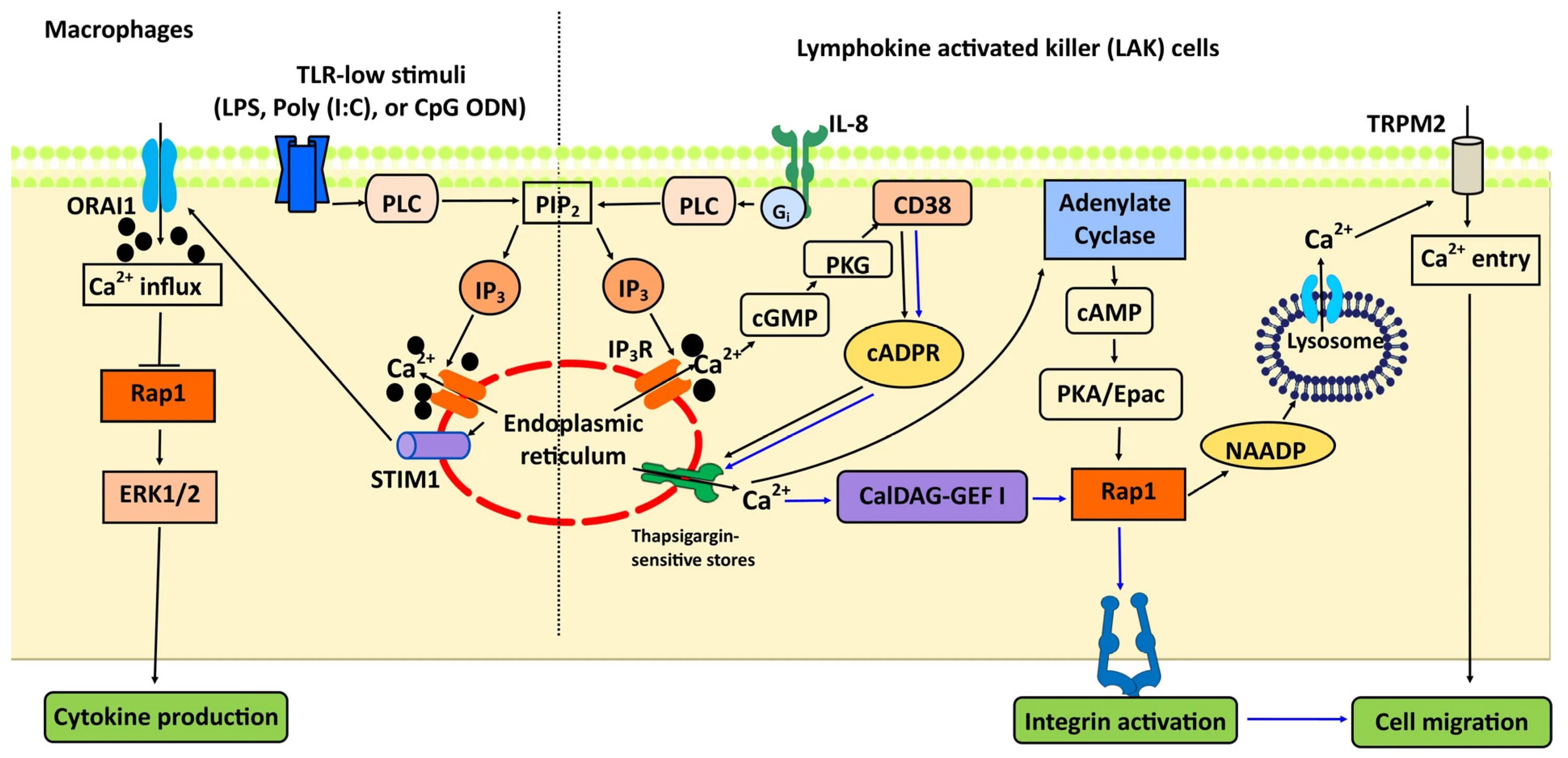 Core signaling. Calcium signaling. сигналинг. wnt calceum. calcium signaling lecture.