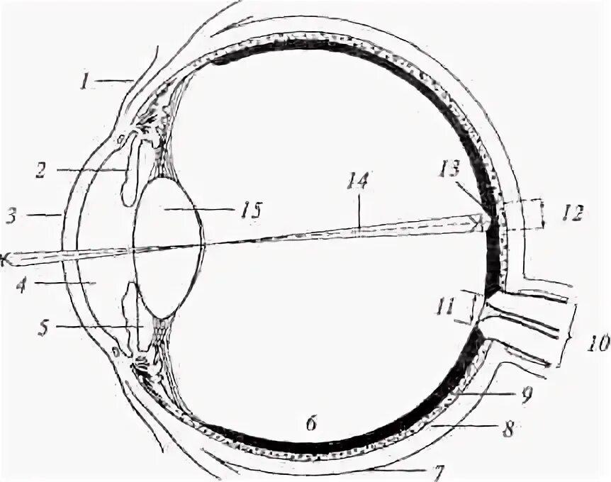 Задний полюс глаза. Механизм рецепции в зрительной сенсорной системе. Физиология зрительной сенсорной системы механизм восприятия. Рецептирующая структура зрительной системы. Строение глаза.