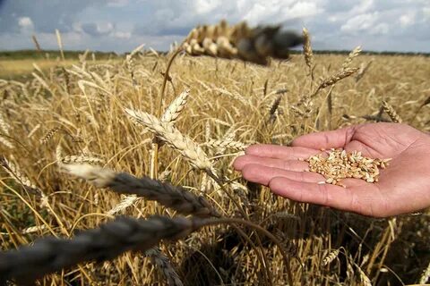 Зерновые культуры сельского хозяйства