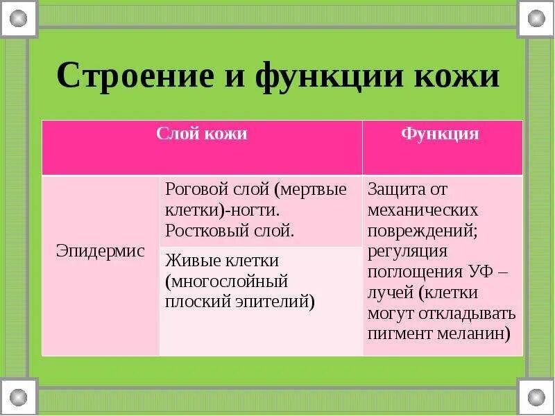 Таблица кожи человека. Слой кожи функции таблица. Строение и функции кожи таблица. Строение и функции кожи. Функции слоев кожи.