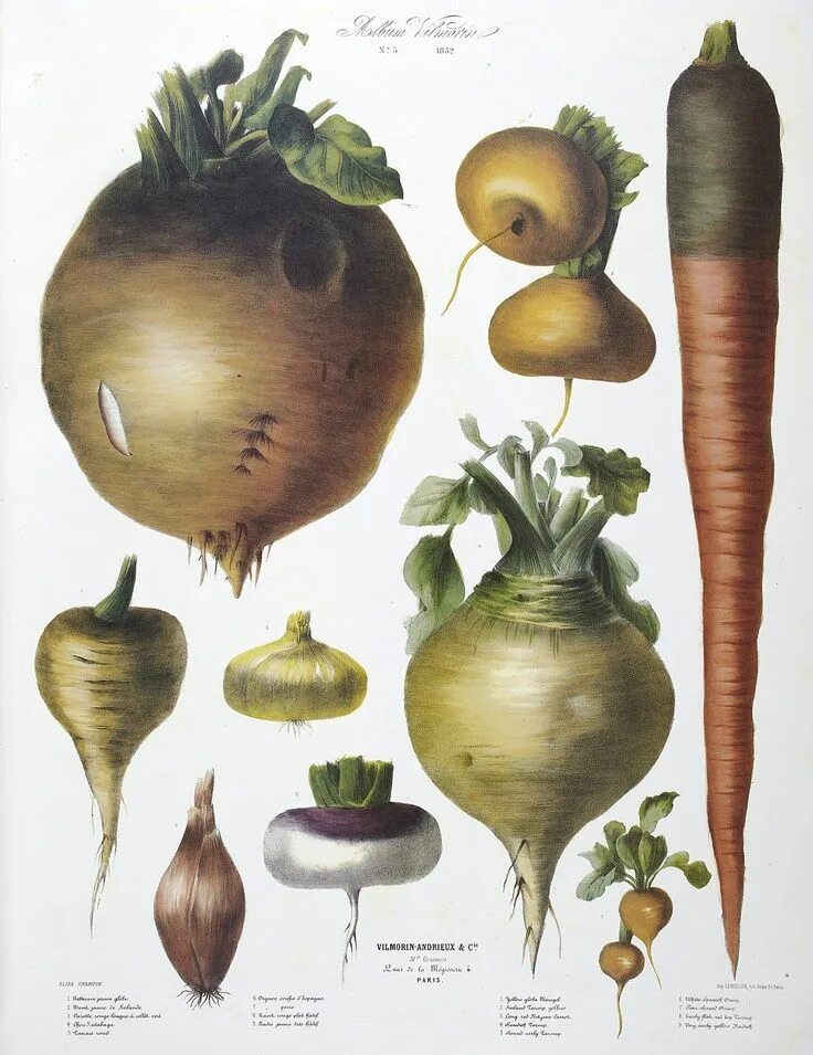 Овощ в ботанике. Botanical illustration овощи. винтажные ботанические иллюстрации овощей фруктов. корнеплоды ботаника. постеры с овощами и фруктами.