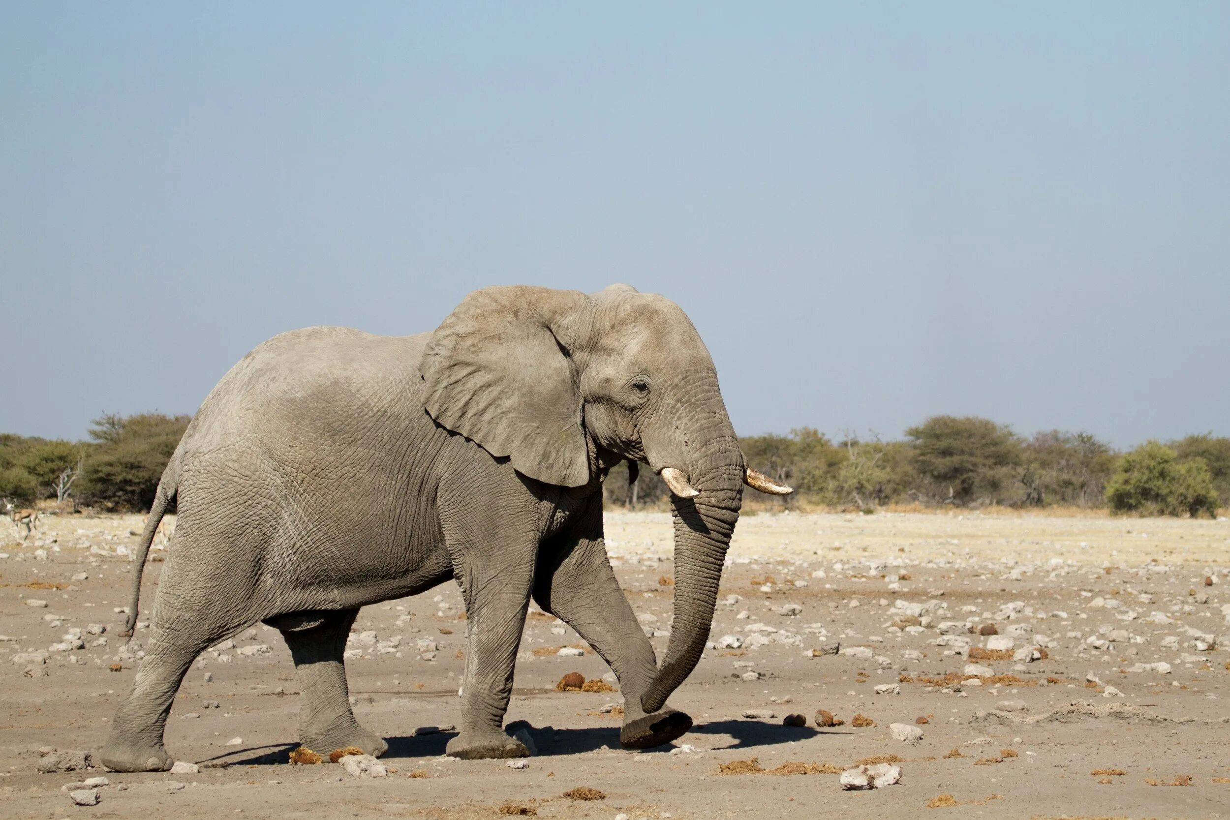 Слон идет. Elephant walk. Etosha Elephant.