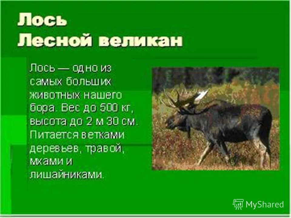 Какой лось занесен в красную книгу. Какой лось занесен в красную книгу. Животные красной книги лось. Сообщение о лосе. Какой лось занесен в красную книгу.