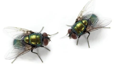 Fly causes