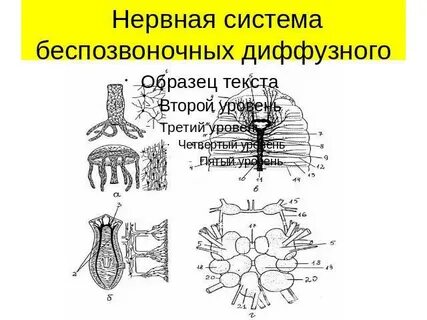 Наличие нервной системы диффузного типа
