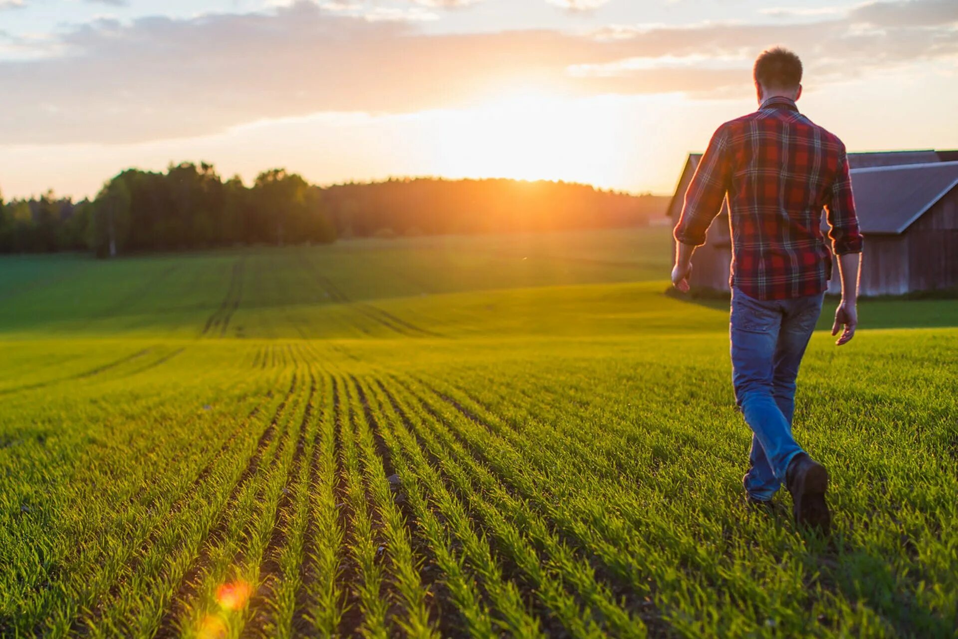 Трава полоса. И быстрее на поле. Фермер фото. Поле сено. И быстрее на поле.