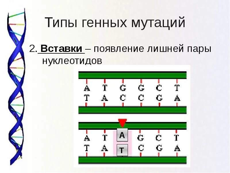 Изменение последовательности нуклеотидов в днк. Генные мутации замена нуклеотидов. типы генных мутаций. вставка нуклеотида вид мутации. генные мутации схема.