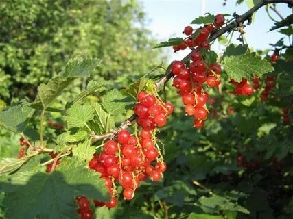 Сколько растет красная смородина