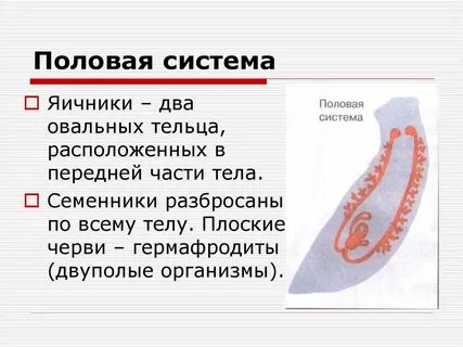 Половая плоских червей