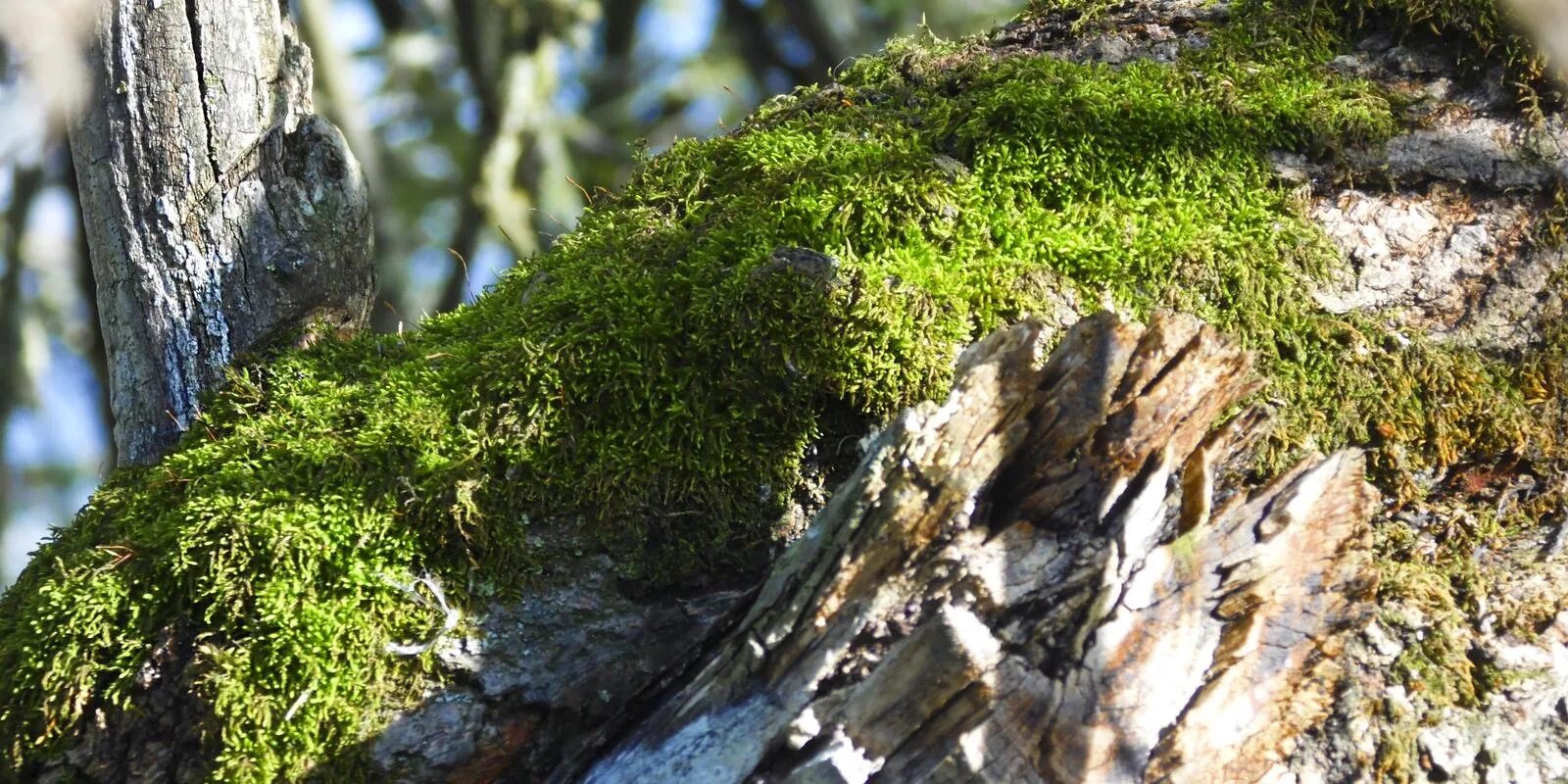 Лишайники шишки кедра байкальский заповедник. Голубой лишайник. Лесной лишайник. Лесной лишайник. Лесной лишайник.